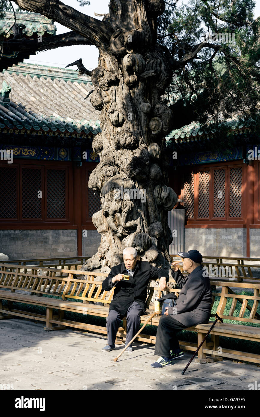 Pechino, Cina - 23 Ottobre 2015: due anziane signore cinese di bere il tè e rilassante nel Tempio di Confucio a Pechino Foto Stock