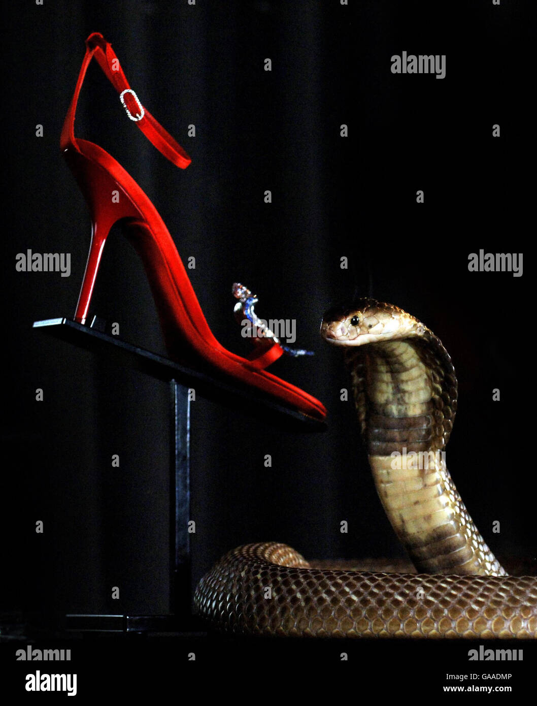 Cobra protegge Harrods sandali Foto Stock
