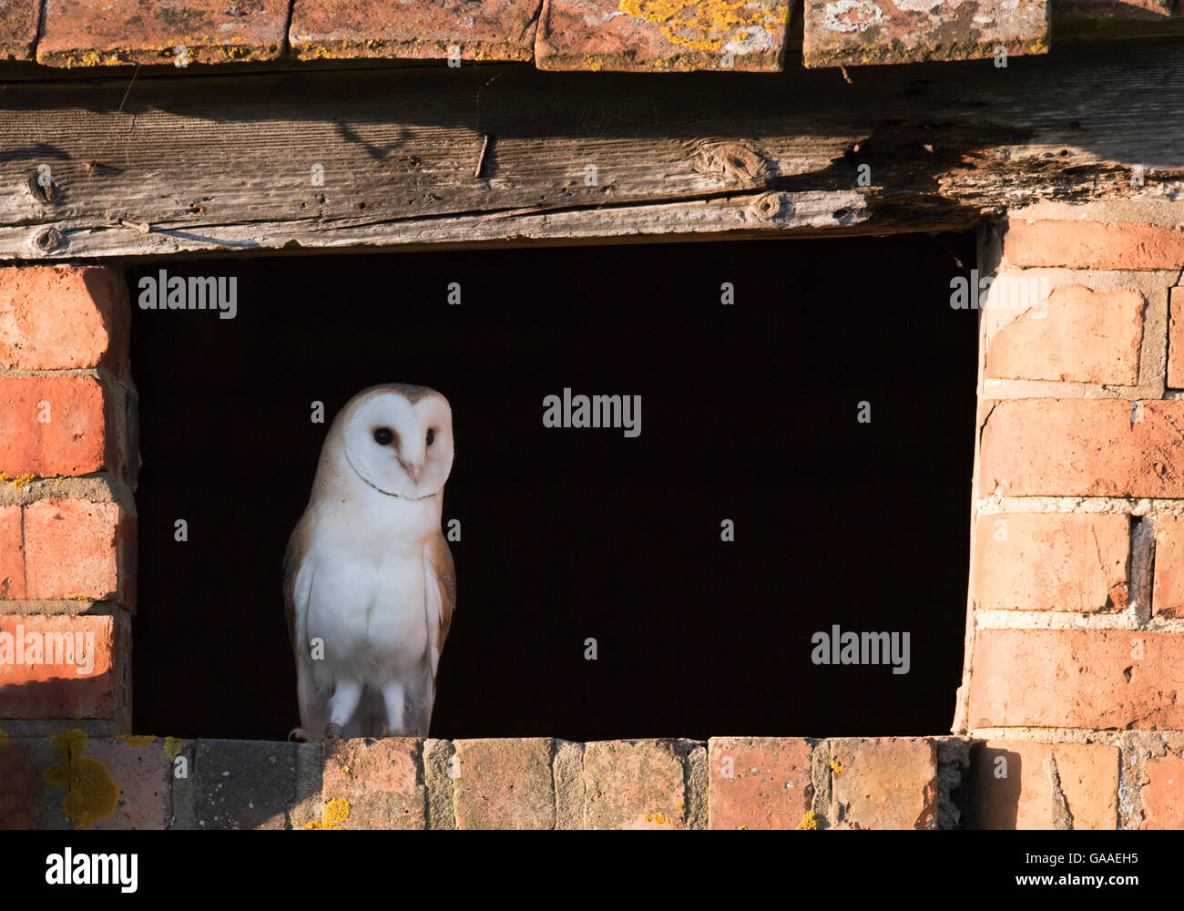 Un giovane barbagianni owlet tenuto a guardare il mondo esterno, Warwickshire Foto Stock