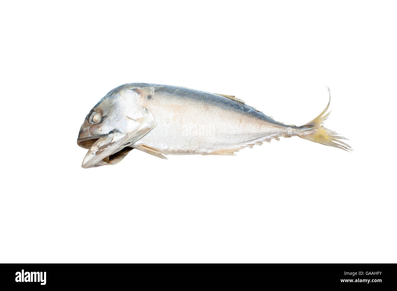 Fresh indian sgombro pesce su sfondo bianco Foto Stock