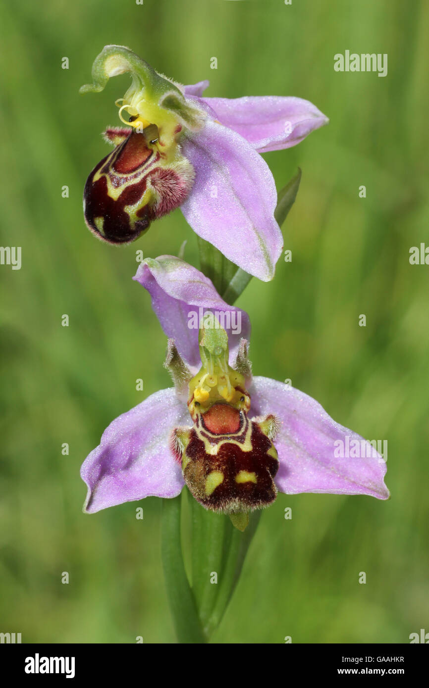 Bee Orchidee Ophrys apifera Foto Stock