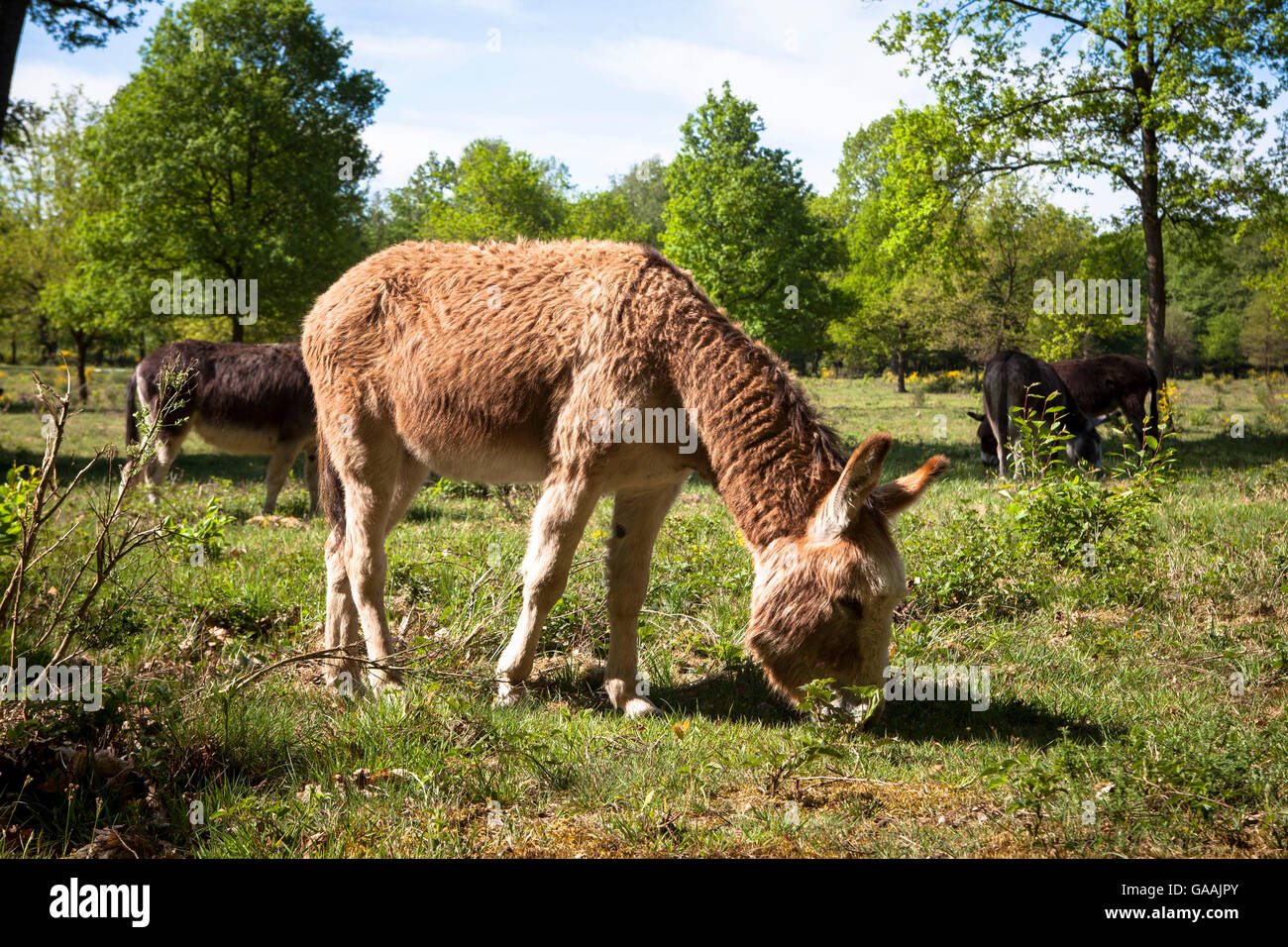 Germania, Troisdorf, Renania settentrionale-Vestfalia, asini nel Wahner Heath. Foto Stock