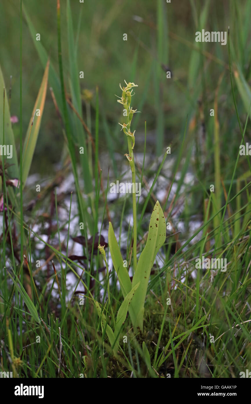 Fen Orchidea (Liparis loeselii) Foto Stock