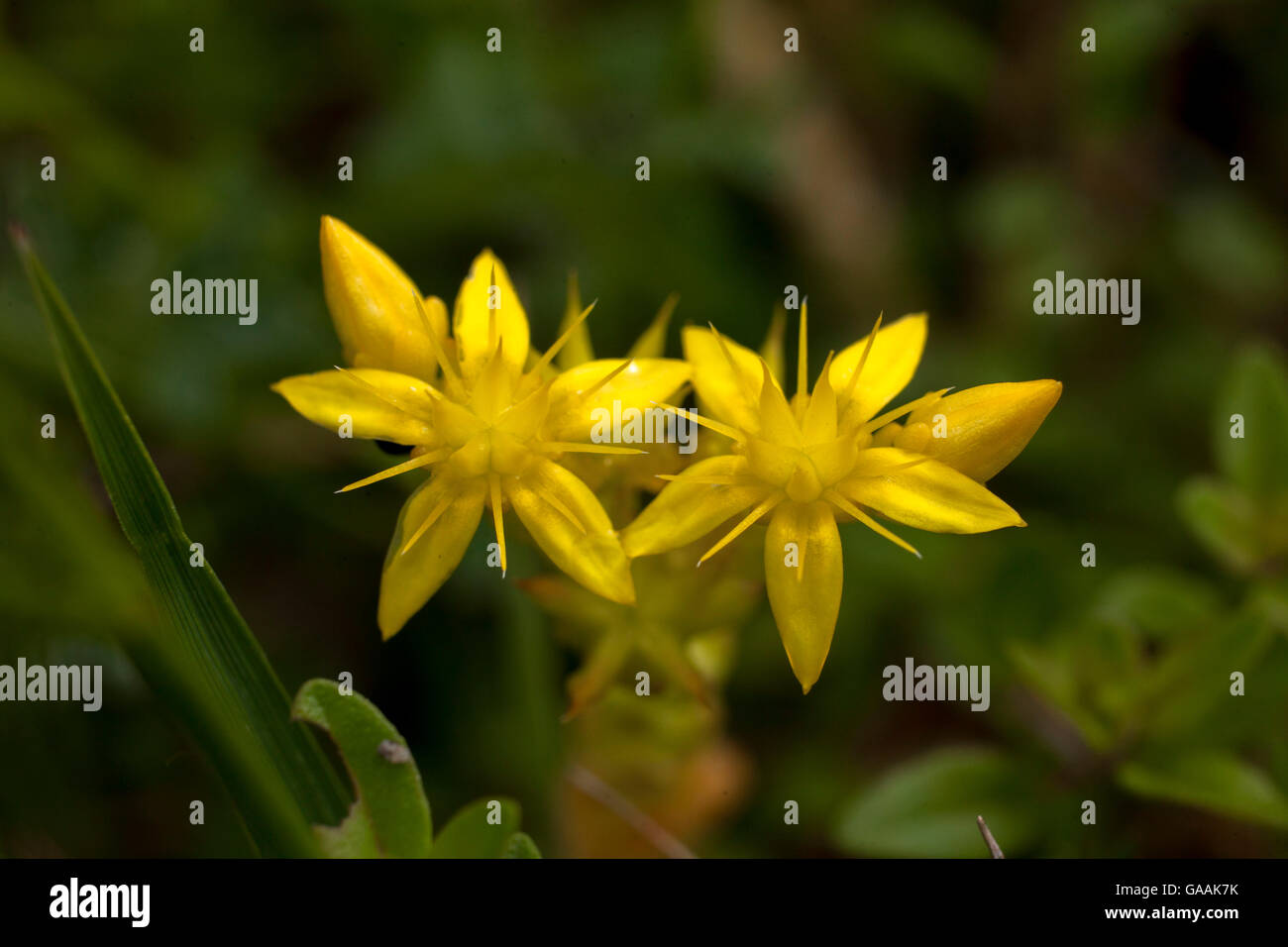 Germania, Troisdorf, Renania settentrionale-Vestfalia, mordere stonecrop (Sedum acre) nel Wahner Heath. Foto Stock