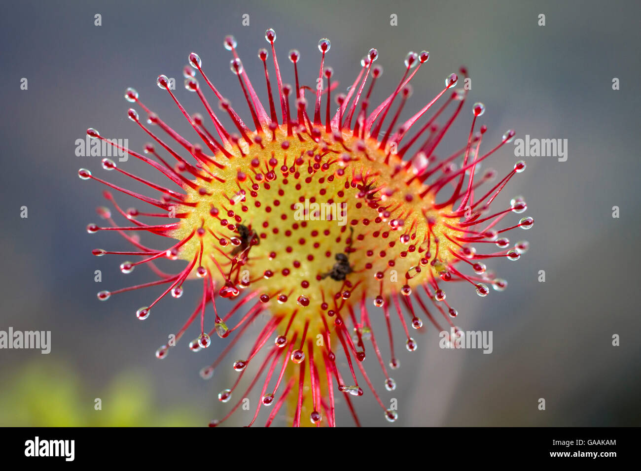 Germania, Troisdorf, Renania settentrionale-Vestfalia, round-lasciava sundew (drosera rotundifolia) nel Wahner Heath. Foto Stock