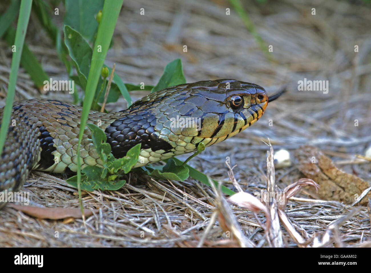 Sibilio Eurasian biscia o natrix natrix spesso chiamato inanellato o acqua snake in Italia Foto Stock