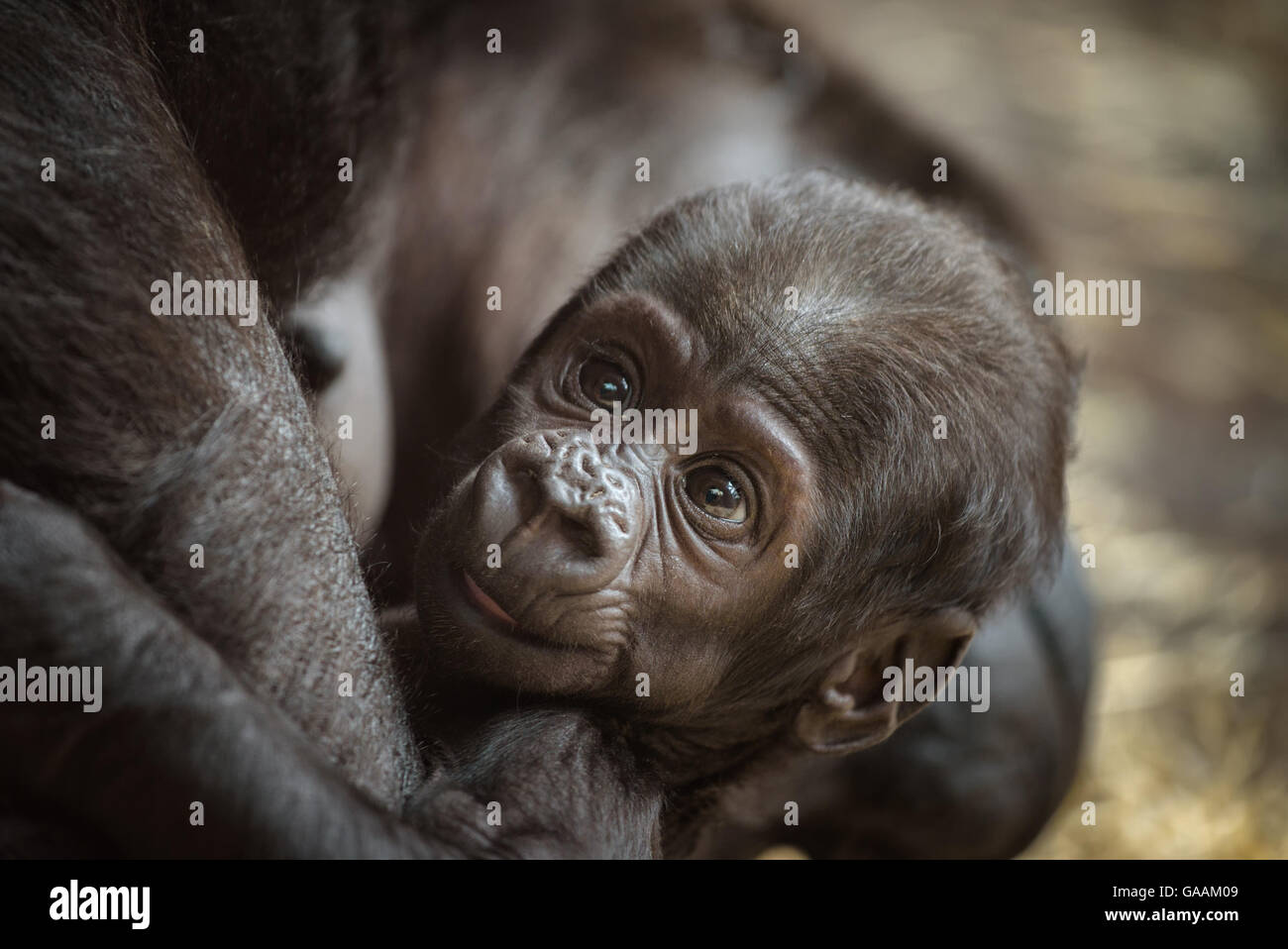 A sei settimane di età del bambino di un Western pianura gorilla Foto Stock