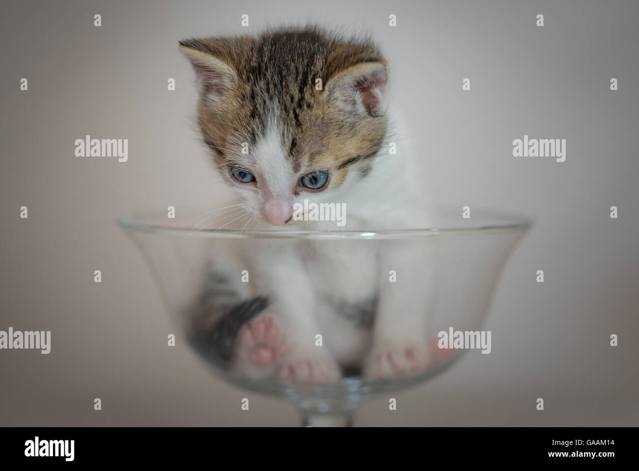 Poco carino gattino nel bicchiere di vetro Foto Stock