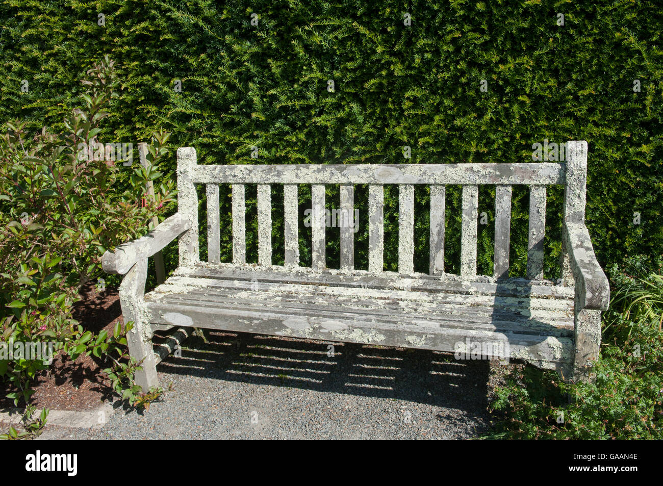 Sedile in legno coperto di licheni Foliose nel giardino di RHS Rosemoor, Devon, Inghilterra, Regno Unito Foto Stock