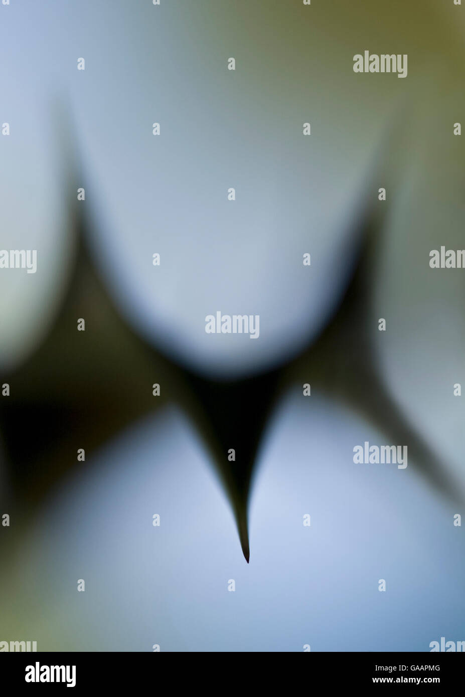 Close-up di holly leaf (Ilex aquifolium). Foto Stock