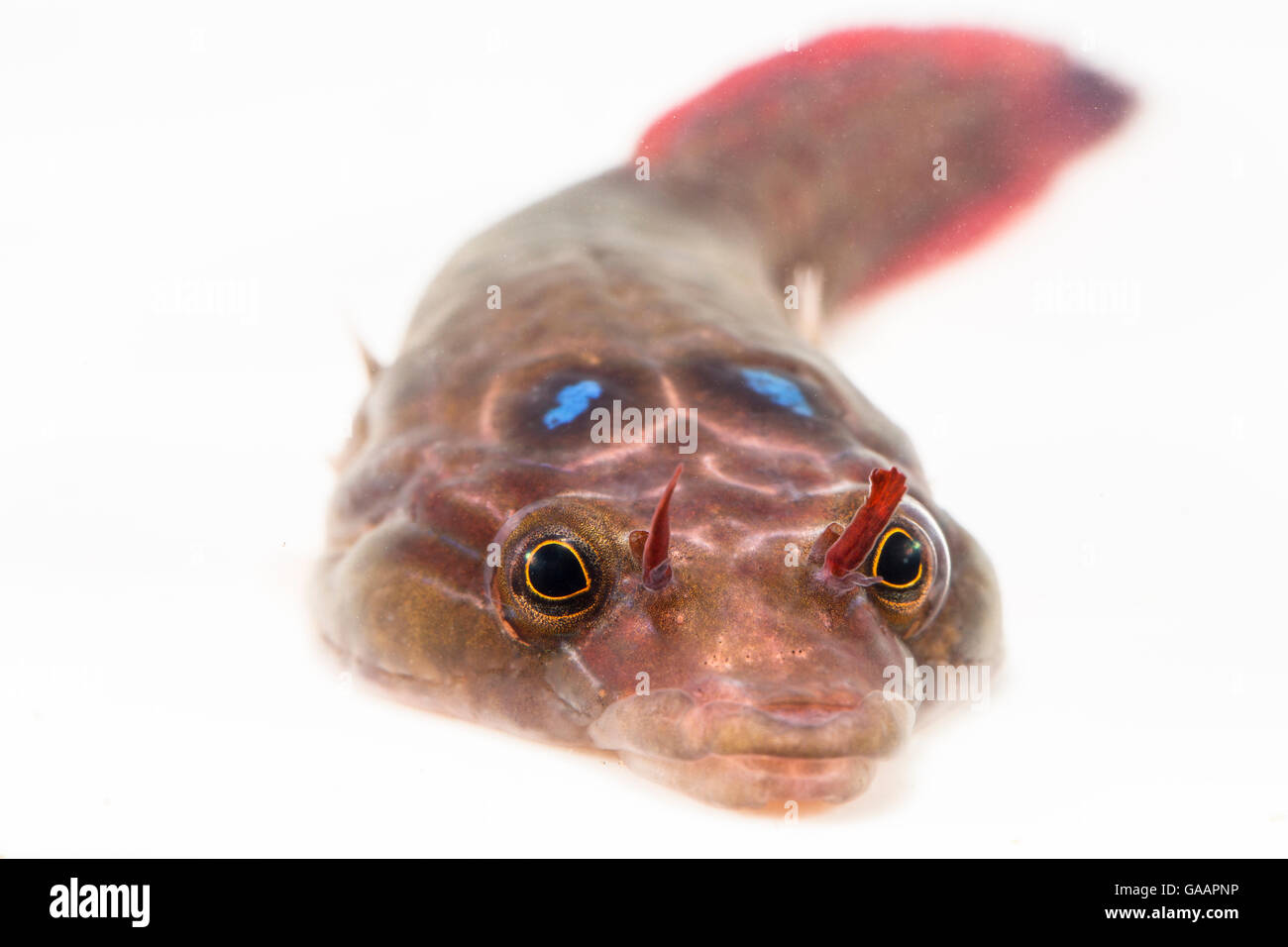 Shore clingfish / Cornish sucker (Lepadogaster lepadogaster) ritratto, Brittany, Francia, gennaio. Foto Stock
