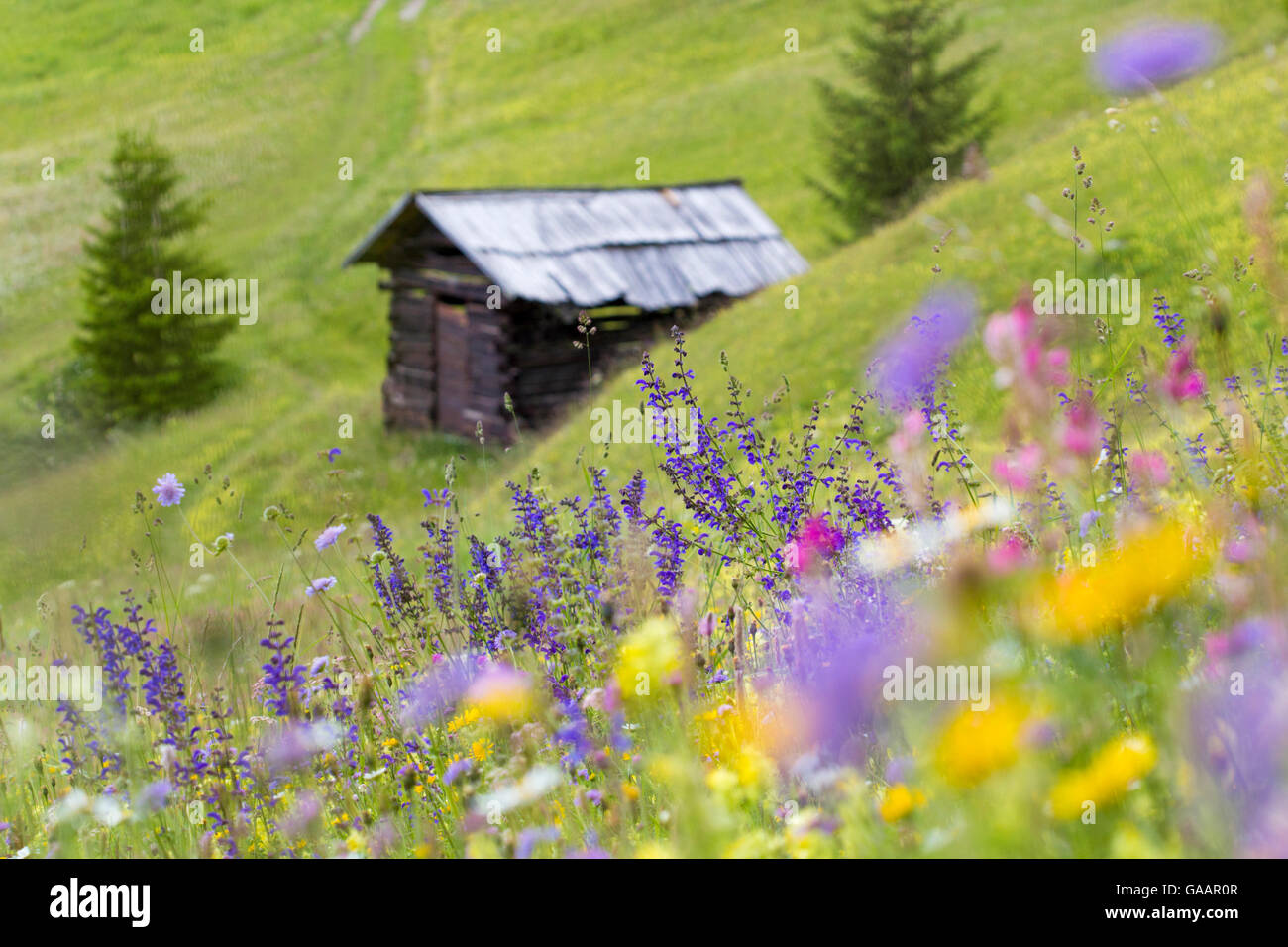 Fiori selvaggi e capanna in prato alpino, Nordtirol, Alpi austriache, Luglio. Foto Stock