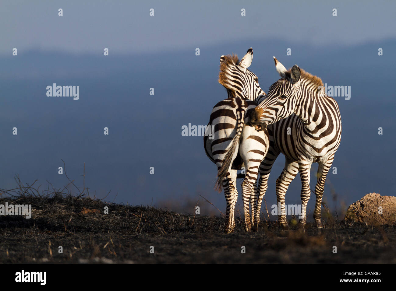 Concessione&#39;s zebra (Equus burchelli granti) grooming reciproco dopo una bussola fire, Masai-Mara Game Reserve, in Kenya. Ottobre. Foto Stock