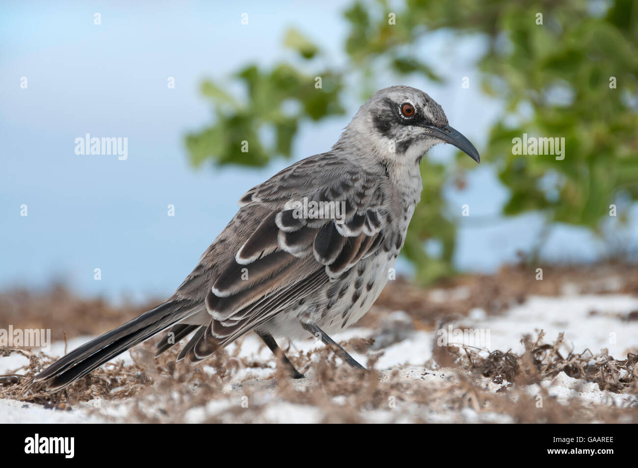 Espanola mockingbird (Mimus macdonaldi) sulla spiaggia, Galapagos Foto Stock