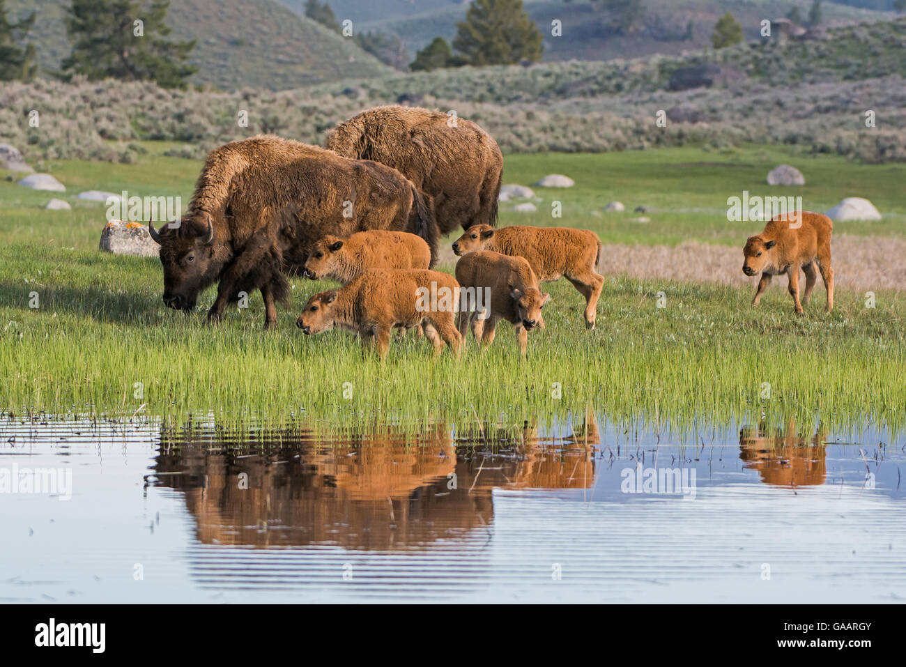 Bufalo americano o (Bison bison bison) gruppo con vitelli, il Parco Nazionale di Yellowstone, Wyoming usa, può Foto Stock