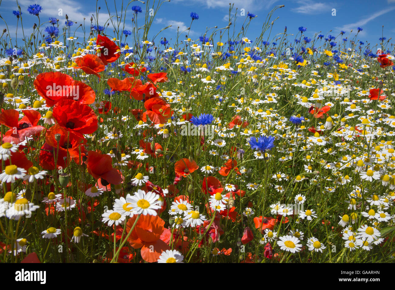 Cornfield estivo annuale di fiori selvatici che crescono su una delle piante beneficenza Landlife's nazionali fattorie di fiori selvaggi, St Helens, Merseyside, Regno Unito, Giugno. Foto Stock Cornfield estivo annuale di fiori selvatici che crescono su una delle piante beneficenza Landlife's nazionali fattorie di fiori selvaggi, St Helens, Merseyside, Regno Unito, Giugno. Foto Stock