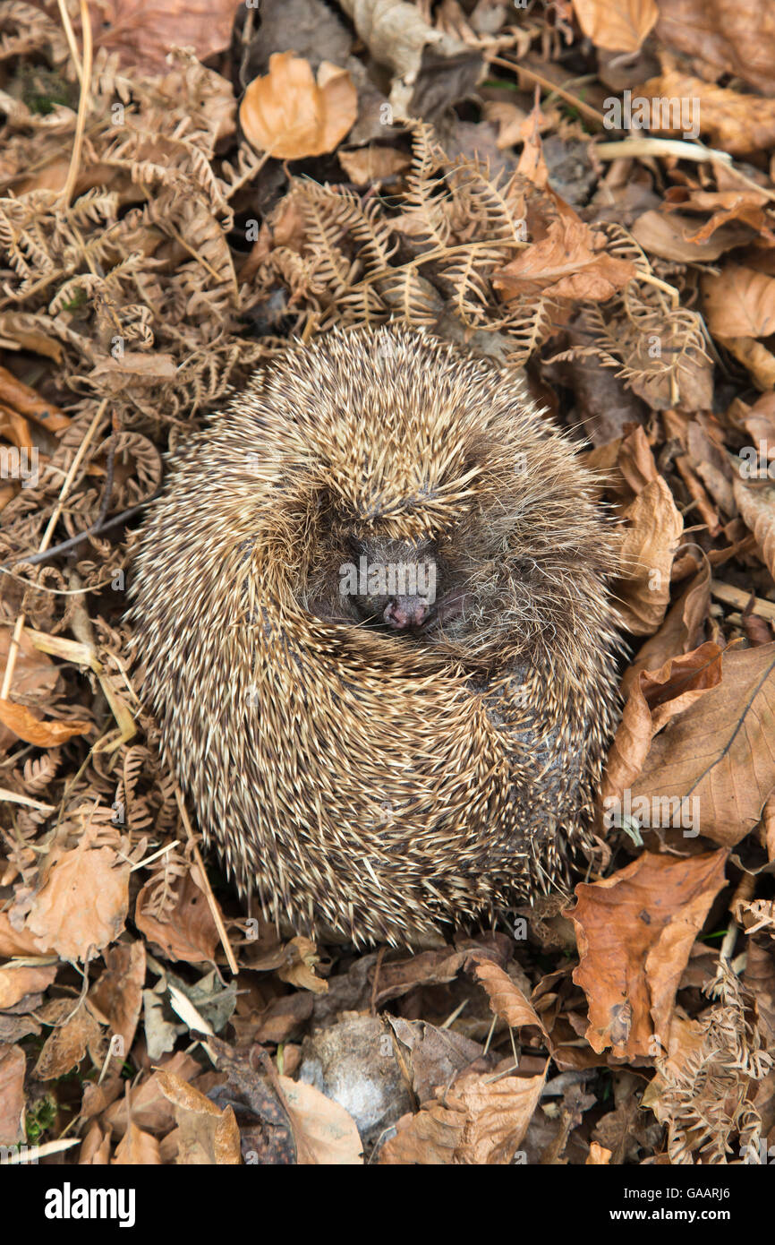 Riccio (Erinaceus europaeus) avvolto a ricciolo dormire in foglie di autunno, UK, Giugno, captive. Foto Stock Riccio (Erinaceus europaeus) avvolto a ricciolo dormire in foglie di autunno, UK, Giugno, captive. Foto Stock