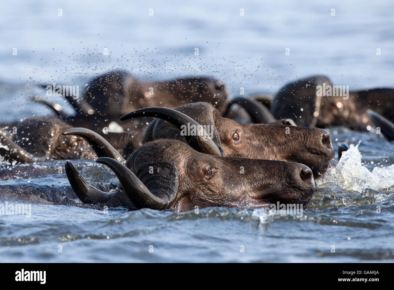 Bufali (Syncerus caffer) attraversando il fiume Chobe, seguita da sciami di mosche, Chobe Game Reserve, Botswana, Africa. Foto Stock Bufali (Syncerus caffer) attraversando il fiume Chobe, seguita da sciami di mosche, Chobe Game Reserve, Botswana, Africa. Foto Stock
