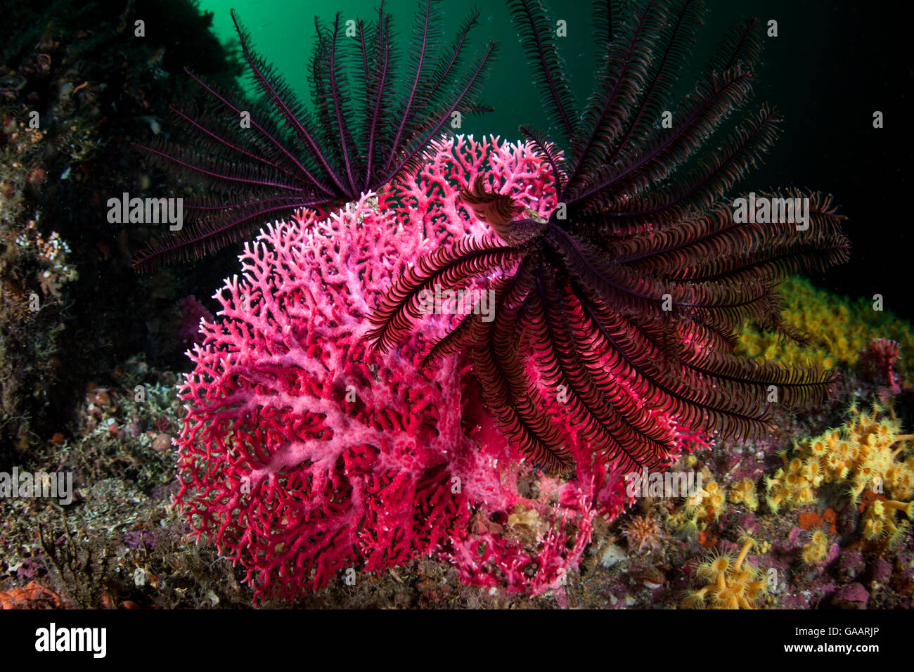 Featherstar (Crinoidea) sul corallo rosso (Errina novazelandiae) in Doubtful Sound, Parco Nazionale di Fiordland, Nuova Zelanda. Foto Stock