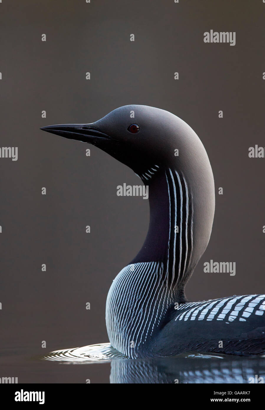 Nero-throated diver (Gavia arctica) sull'acqua, Finlandia, maggio. Foto Stock