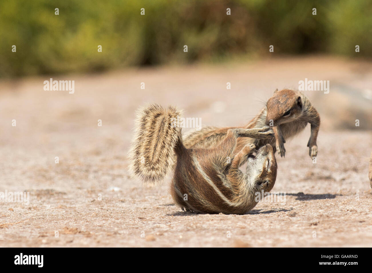 Massa Barbary scoiattoli (Atlantoxerus getulus) combattimenti, Fuerteventura, Isole Canarie. Introdotto dal Nord Africa. Foto Stock