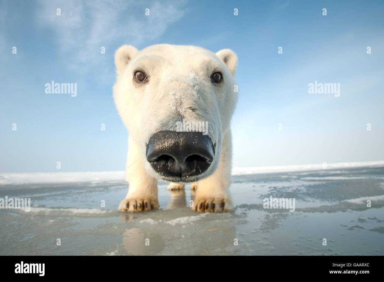 Orso polare (Ursus maritimus) curioso giovani portano avvicinando la fotocamera, sui nuovi pack di formazione di ghiaccio durante l'autunno congelarsi, Beaufort Sea, off costa artica, Alaska Foto Stock