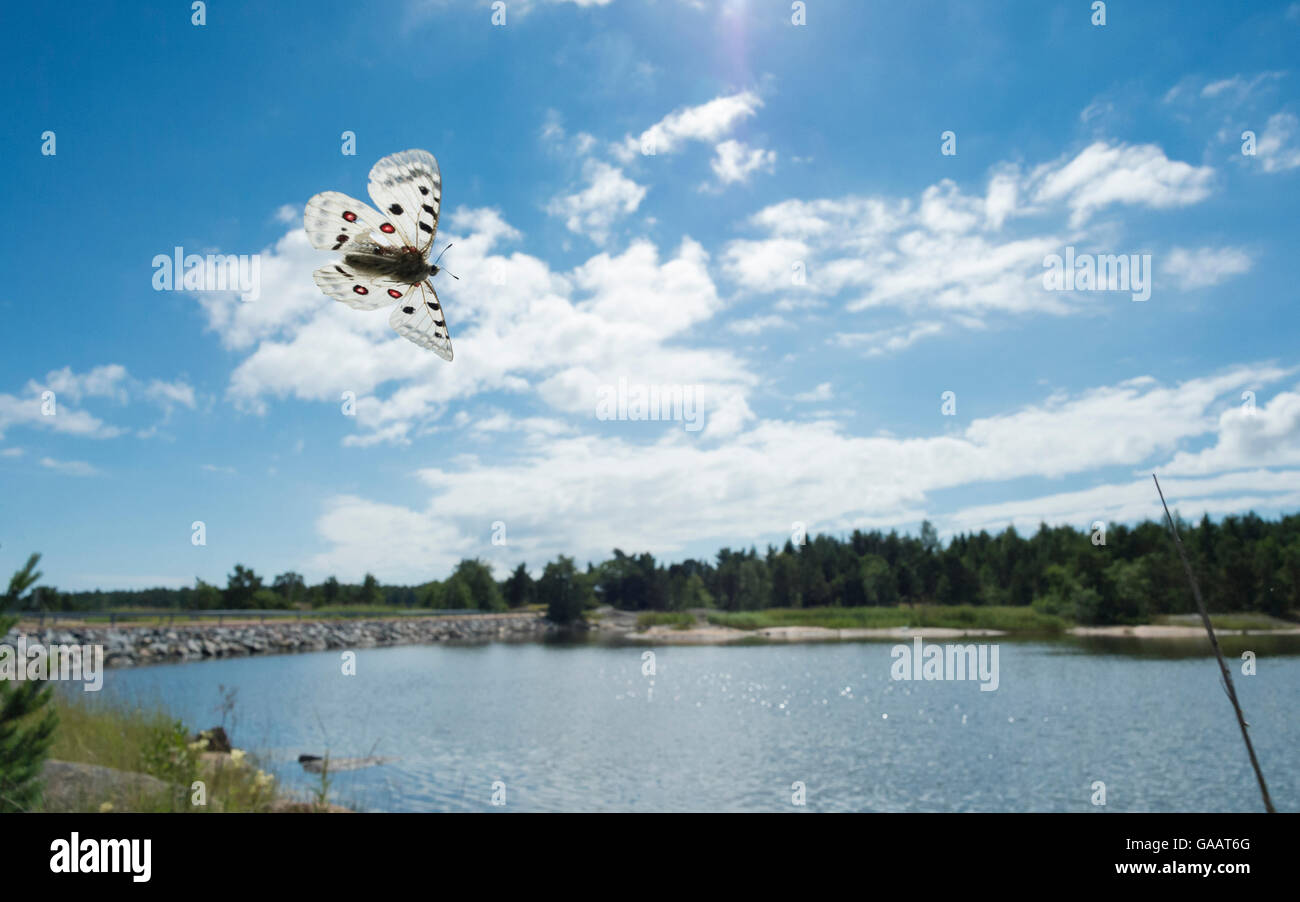 Apollo butterfly (Parnassius apollo) in volo, Foglo, Ahvenanmaa / Isole Aland, Finlandia, Luglio. Foto Stock