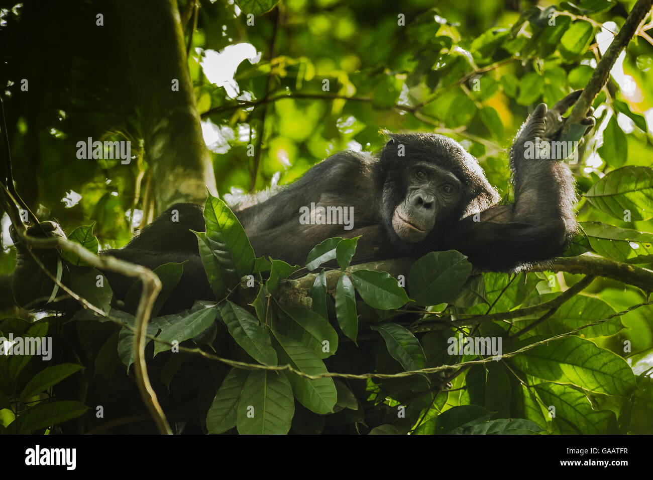 Bonobo (Pan paniscus) giacenti in un nido di giorno, Max Planck sito di ricerca, LuiKotale, parco nazionale di Salonga, Repubblica Democratica del Congo. Foto Stock