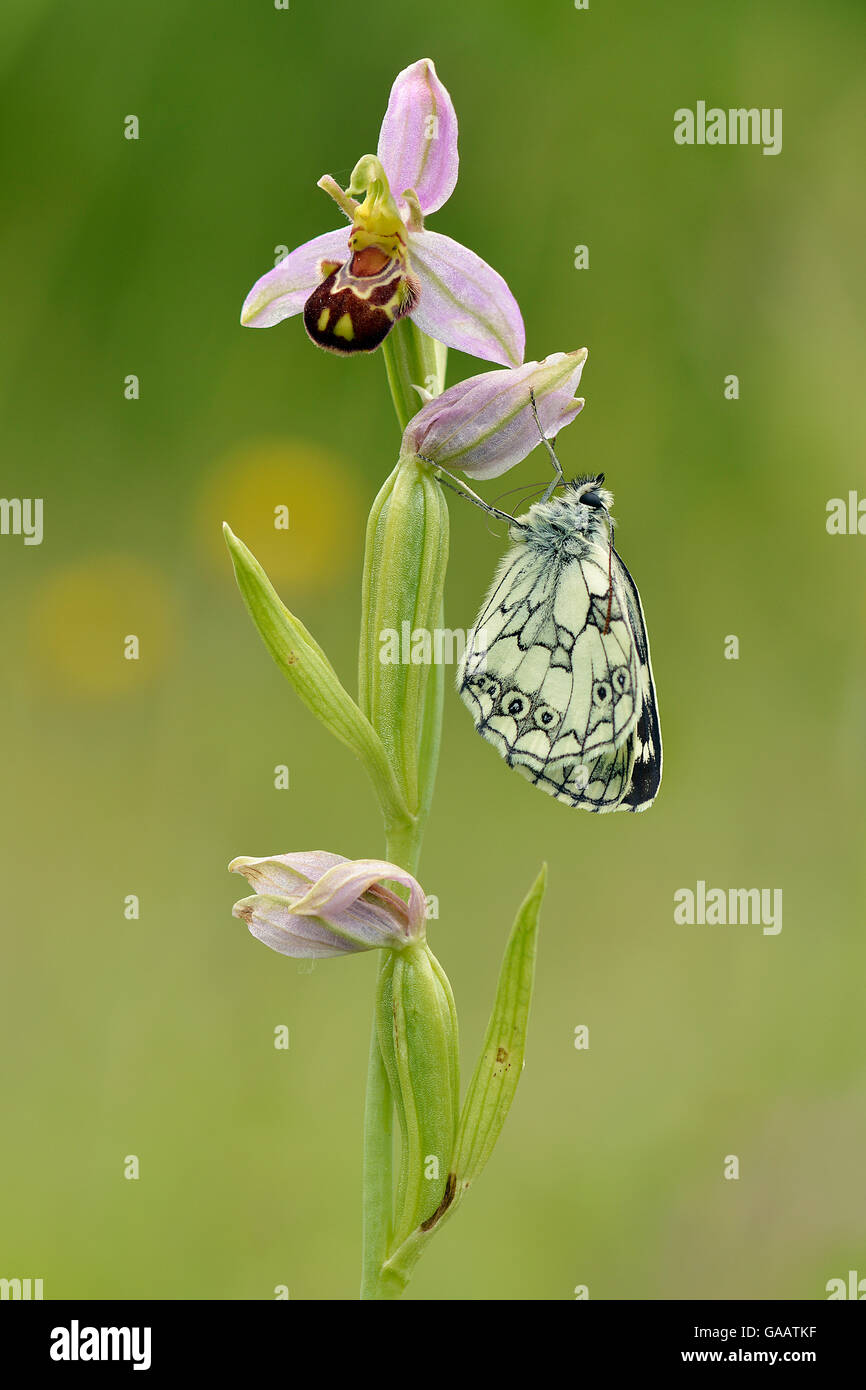 È emerso di recente in marmo bianco (butterfly Melanargia galathea) su Bee orchid (Ophrys apifera), Bedfordshire, Inghilterra, Regno Unito. Giugno Foto Stock