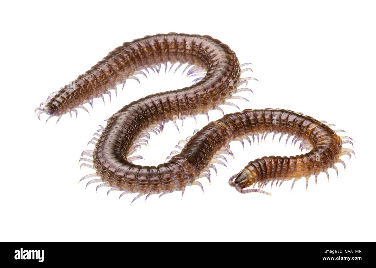 Suolo centipede Geophilidae (sp), filiale di grotte, Cayo District, Belize, Settembre. Focus-impilati e ritagliate. progetto meetyourneighbors.net Foto Stock
