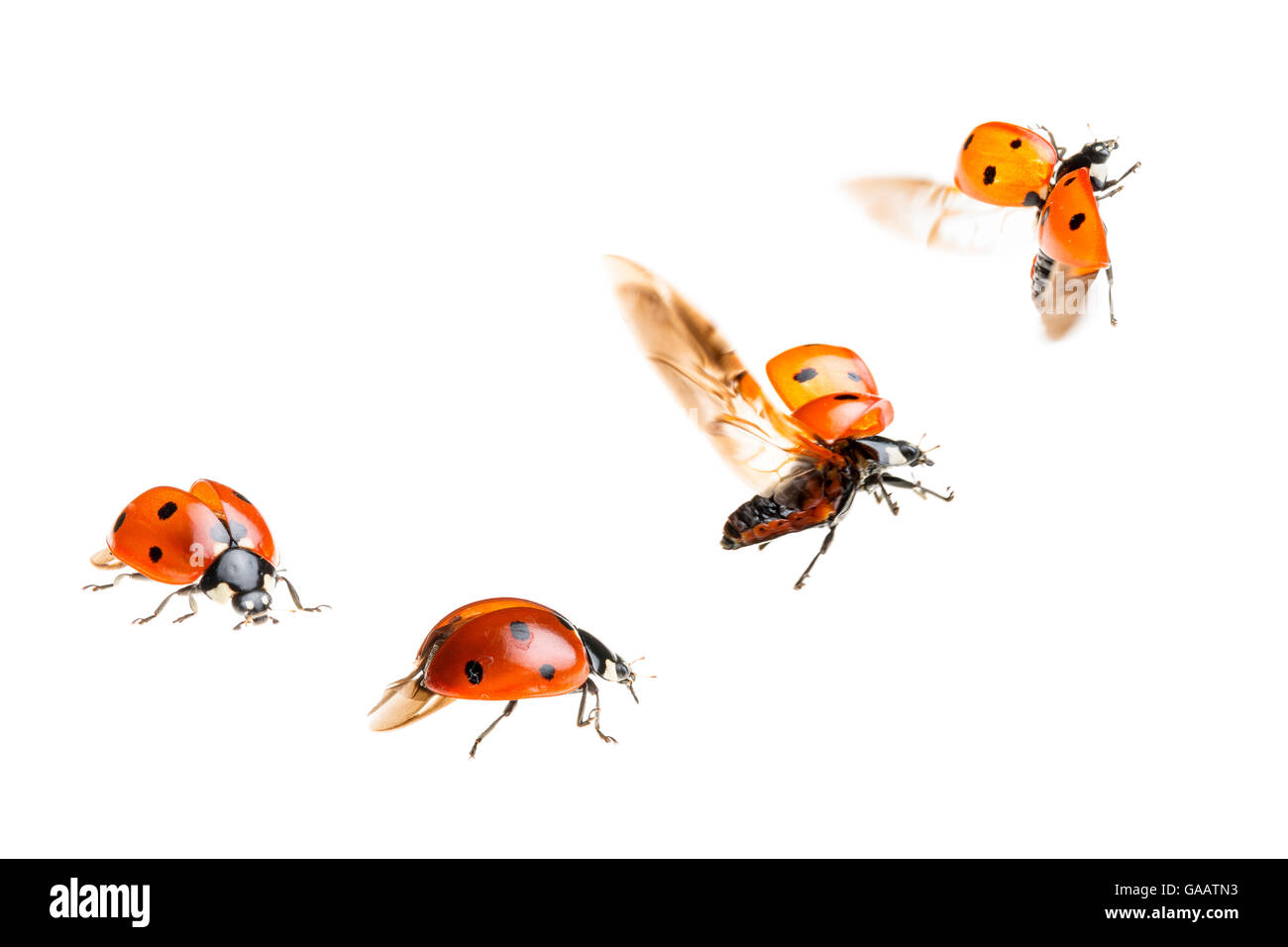 Sette spot ladybird (Coccinella septempunctata) composito che mostra il decollo, Maine-et-Loire, Francia, settembre. meetyourneighbors.net progetto Foto Stock