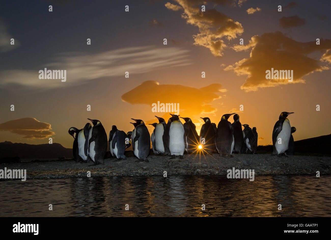 Pinguino reale (Aptenodytes patagonicus) colonia di sunrise. Grytviken, Isola Georgia del Sud. Foto Stock