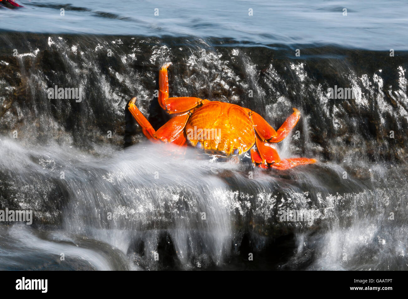 Morto a Sally lightfoot crab (Grapsus grapsus) lavato fino in surf, Puerto Egas, James Bay, isola di Santiago, Galapagos, Ecuador, maggio. Foto Stock