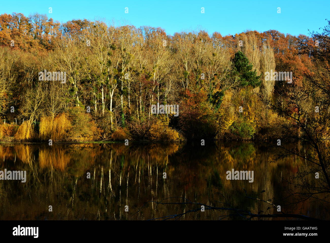 Paesaggio autunnale con alberi sul lago o fiume Foto Stock