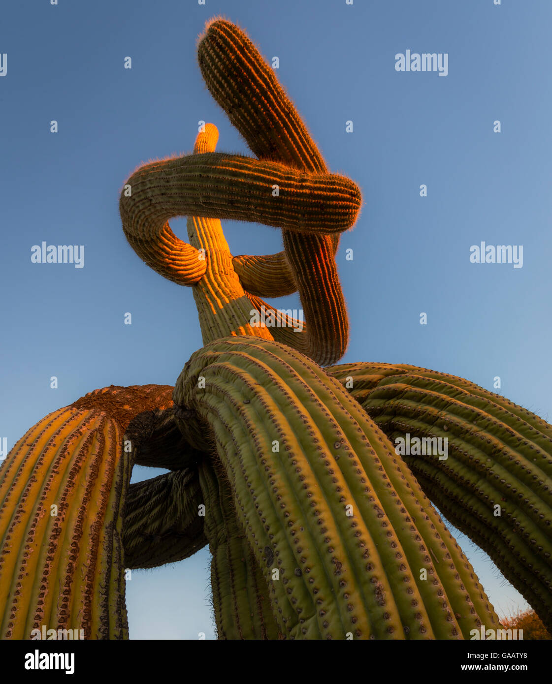 Basso angolo vista di cactus Saguaro (Carnegiea gigantea) ritorti con bracci abbassata cada a terra, a causa del gelo. Il miele delle api Canyon, Oro Valley, Arizona, Stati Uniti. Febbraio. Foto Stock