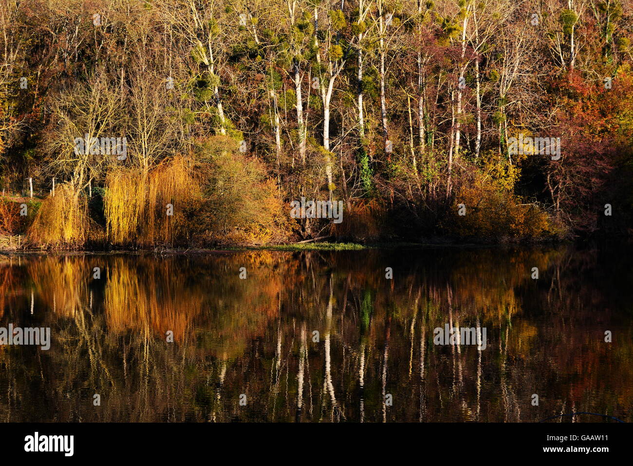 Paesaggio autunnale con alberi sul lago o fiume Foto Stock
