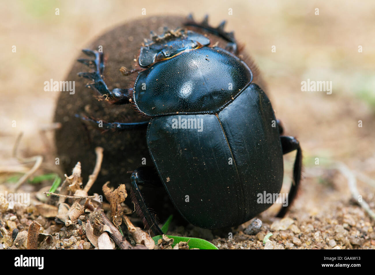 Dung beetle (Scarabaeidae) sterco di rotolamento, Malawi. Novembre. Foto Stock