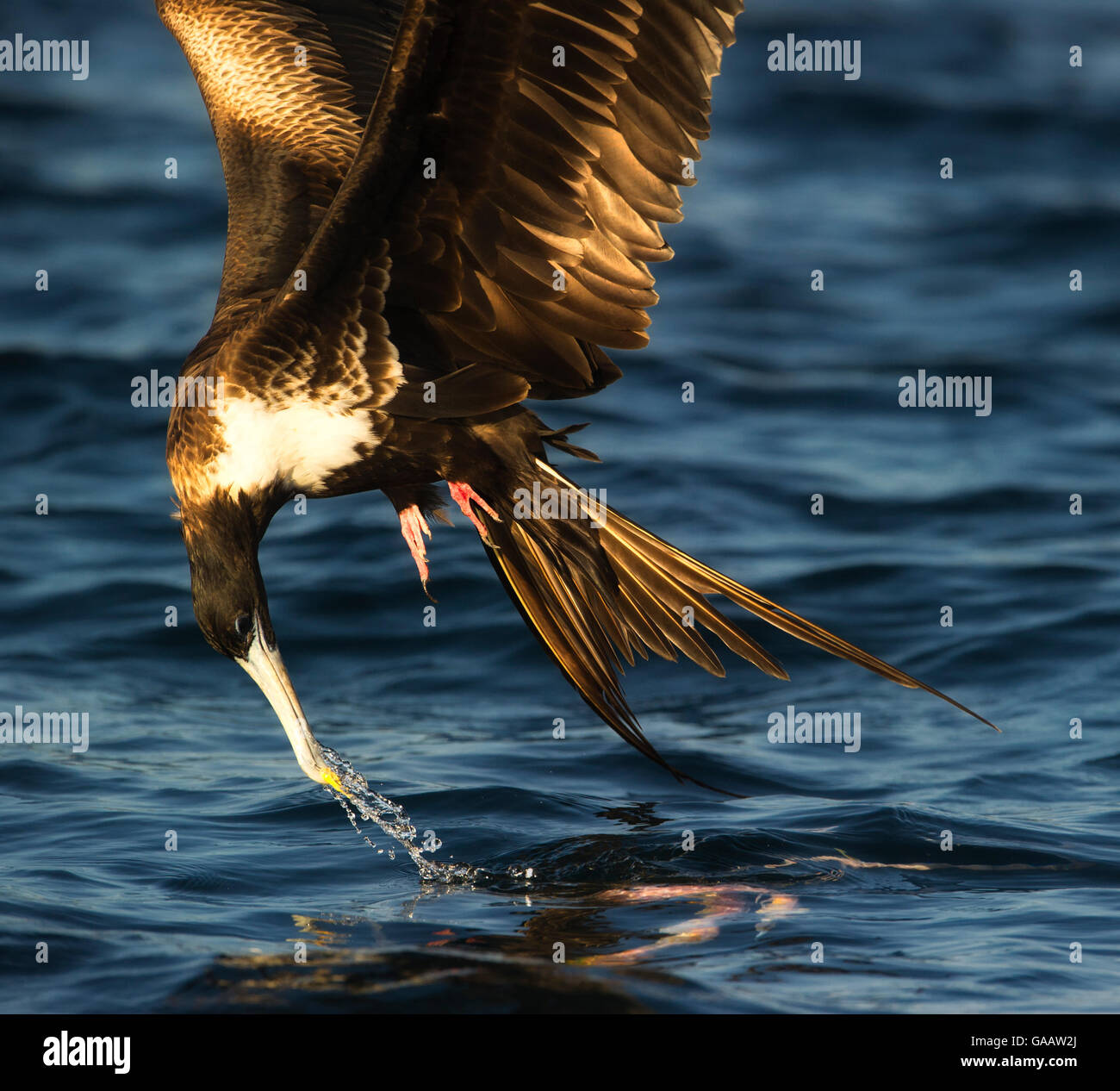 Magnifica frigatebird (Fregata magnificens) in Galápagos Foto Stock