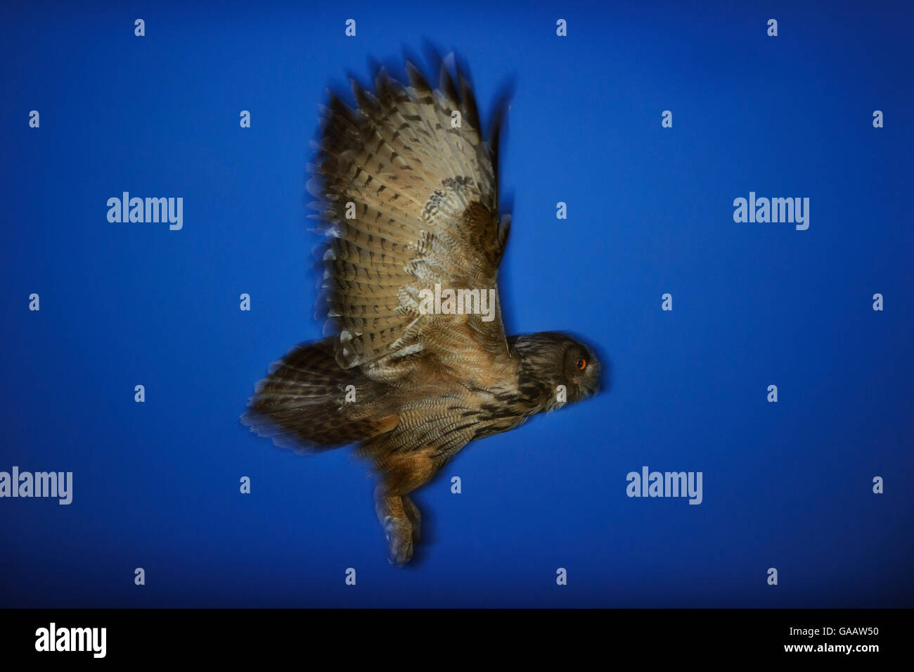 Gufo reale (Bubo bubo) in volo, Norvegia, Luglio. Foto Stock