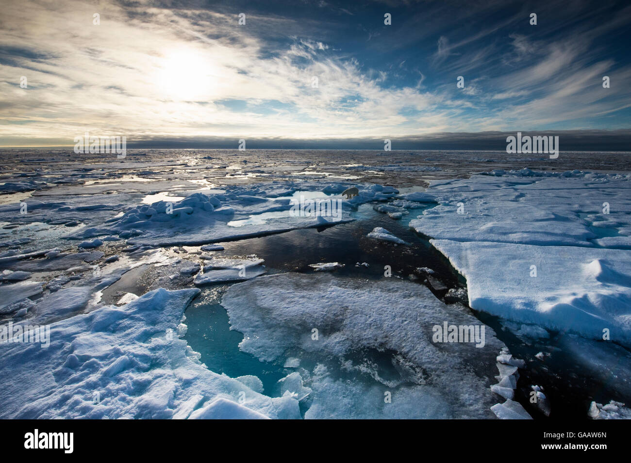 Orso polare (Ursus maritimus) camminare su vasta glaçon, Spitsbergen, Svalbard, luglio 2013. Foto Stock