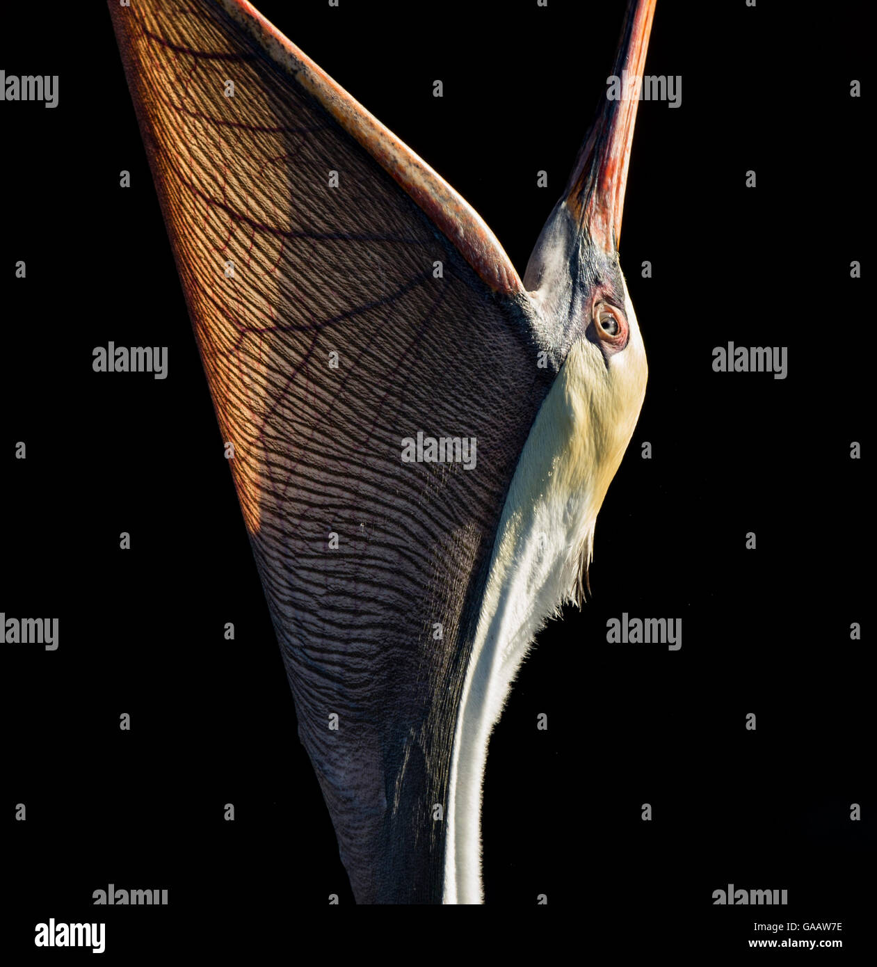 Pellicano marrone (Pelecanus occidentalis urinator) fino in prossimità della gola custodia in pelle, con becco aperto, Galapagos. Foto Stock