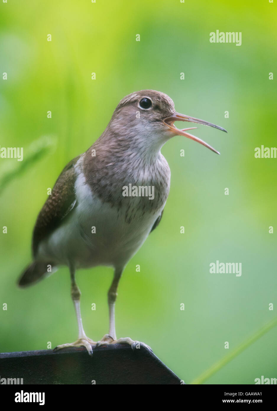 Sandpiper comune (Actitis hypoleucos) cantando con linguetta visibile, Norvegia, Giugno. Foto Stock