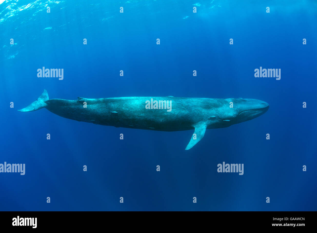 Pigmei balena blu (Balaenoptera musculus brevicauda) Mirissa, Sri Lanka, Oceano Indiano. Specie in via di estinzione. Sottospecie di balena blu. Foto Stock
