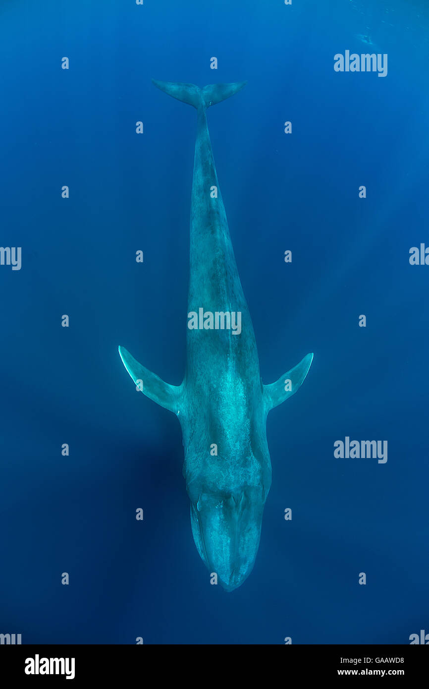 Pigmei balena blu (Balaenoptera musculus brevicauda) immersioni giù, Mirissa, Sri Lanka, Oceano Indiano. Specie in via di estinzione. Sottospecie di balena blu. Foto Stock
