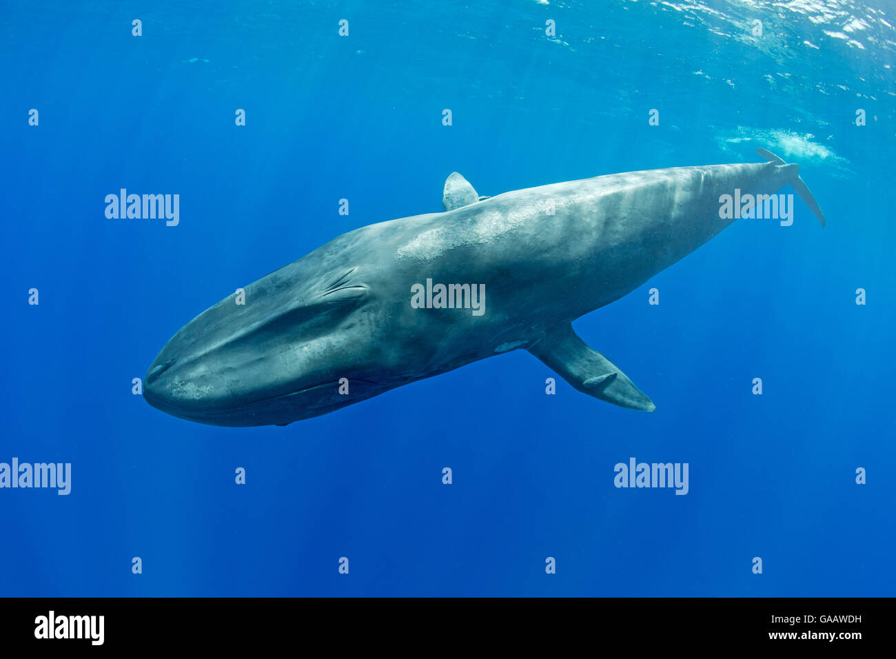 Pigmei balena blu (Balaenoptera musculus brevicauda) Mirissa, Sri Lanka, Oceano Indiano. Specie in via di estinzione. Sottospecie di balena blu. Foto Stock