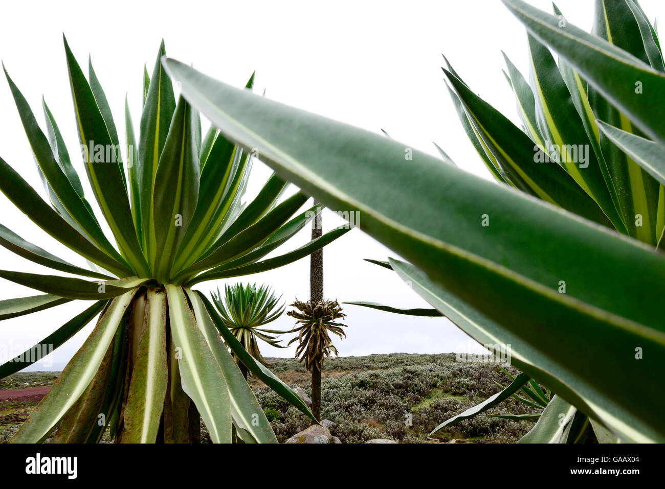Lobelia gigante (Lobelia rhynchopetalum), . Sanetti Plateau, Bale Mountains National Park. Etiopia, Novembre 2014 Foto Stock