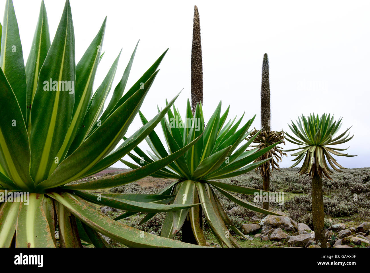 Lobelia gigante (Lobelia rhynchopetalum) piante nella nebbia, Sanetti Plateau, Bale Mountains National Park. Etiopia, Novembre 2014 Foto Stock