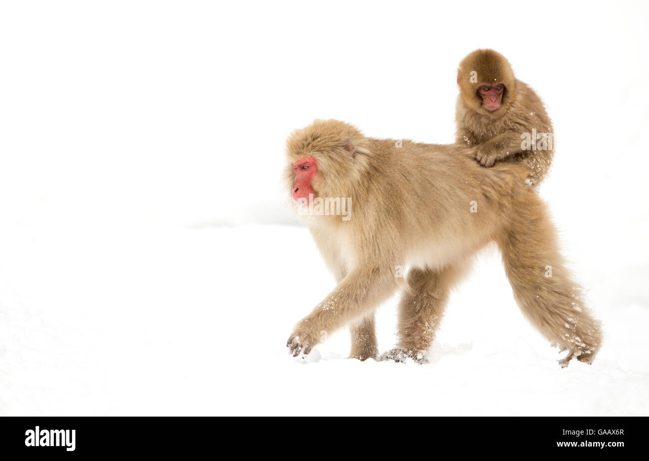 Macaque giapponese (Macaca fuscata) portante i giovani sul retro attraverso la neve, Nagano, Giappone, Febbraio Foto Stock