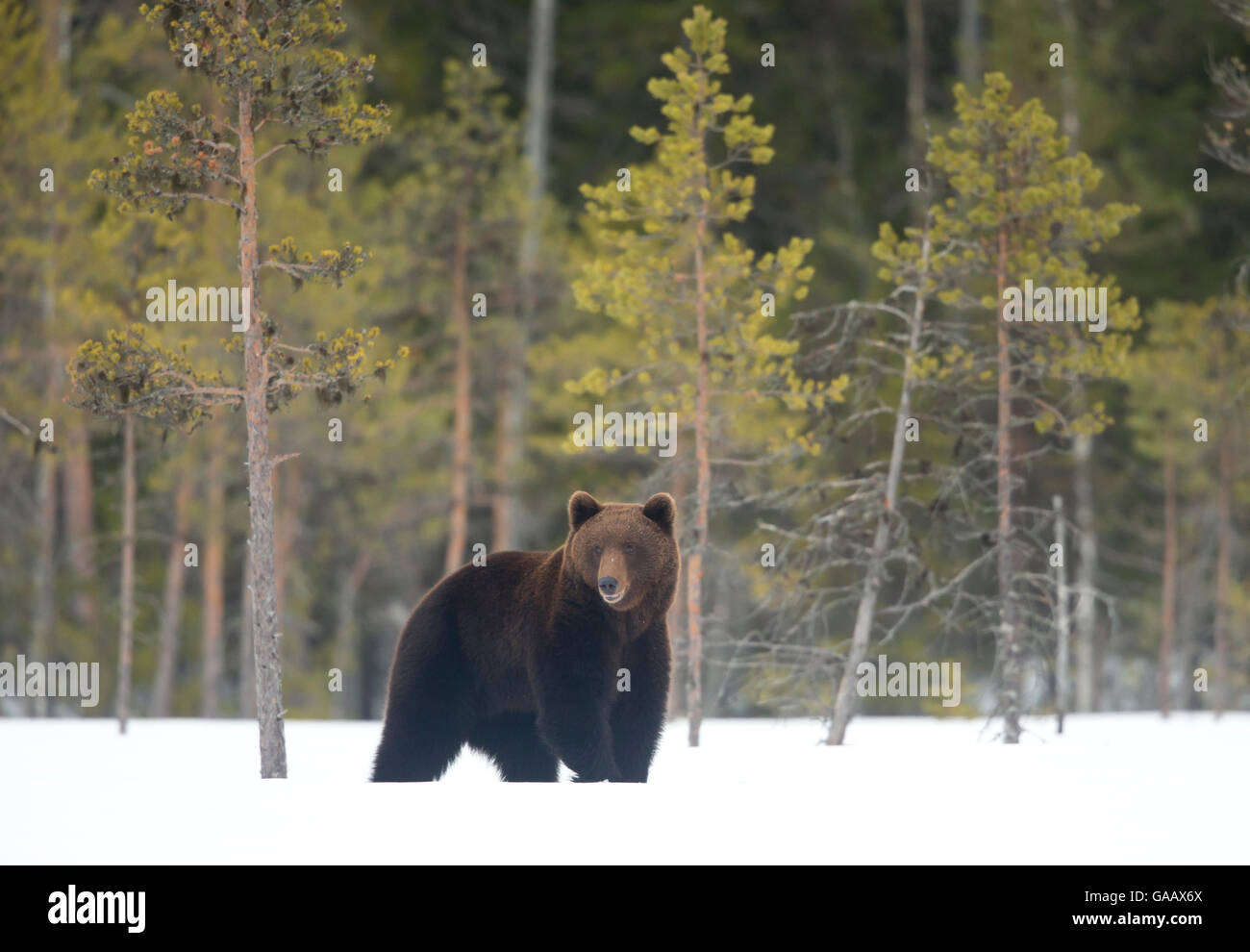 Unione l'orso bruno (Ursus arctos) maschio in piedi nella neve, Finlandia, Aprile Foto Stock