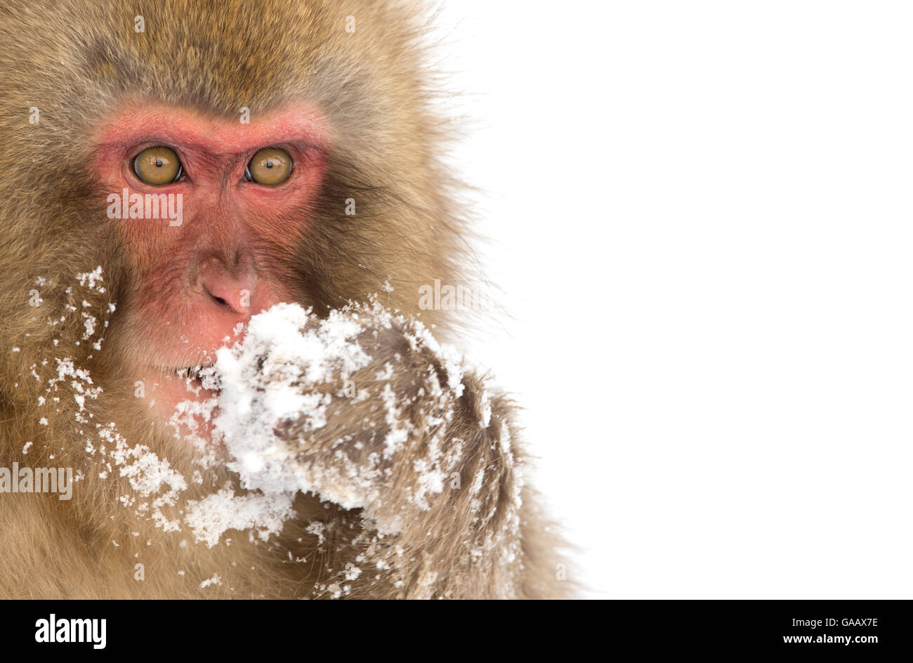 Snow Monkey (Macaca fuscata) con coperte di neve nella zampa anteriore della bocca, Nagano, Giappone, Febbraio Foto Stock